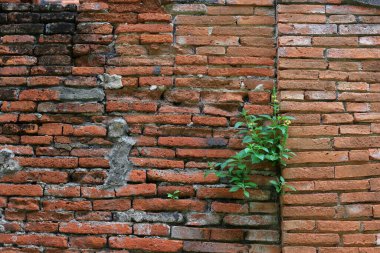 decay old red brick wall, wide panorama of masonry, bricklaying, old brick wall texture for background.