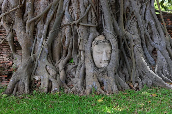 Ayutthaya Historical Park Head Sandstone Buddha Statue Nestled Tree Roots — Zdjęcie stockowe