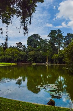 Nilüferli büyük bir gölet ve halka açık bir parkta küçük bir köprü var.