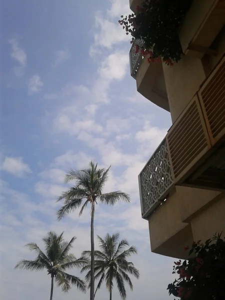 Ein Kokosnussbaum Mit Einem Schönen Blauen Himmel Hintergrund — Stockfoto