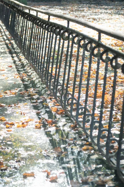 metal railings on a city lake, autumn leaves falling from trees floating on the water