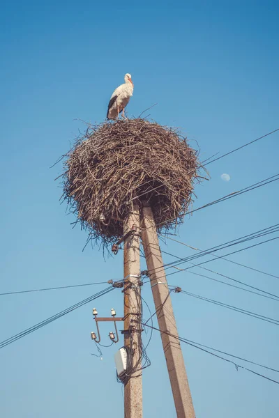 stork built a nest on an electric pole