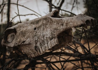 Çalı dallarında ölü at kafası, yakın kafatası, dişleri olan ölü sığır başı bozkır tarlasında at ya da inek, dağlar. Kuraklık kavramı