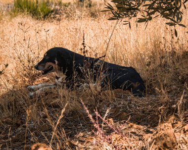 Güzel bir siyah bekçi köpeği bir dağ köyünde çimlerin üzerinde oturuyor.