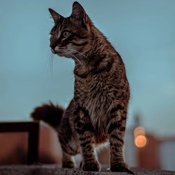 Hermoso Gato Mascota Sentado Pared Casa Atardecer — Foto de Stock
