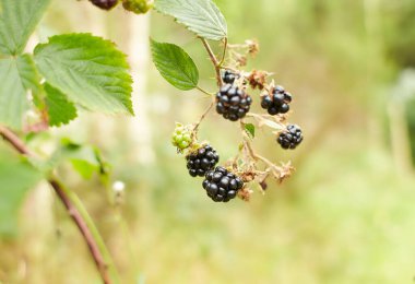 Yabani böğürtlen böğürtlenleri yakın planda. Çalılıklarda böğürtlenlere yakın çekim