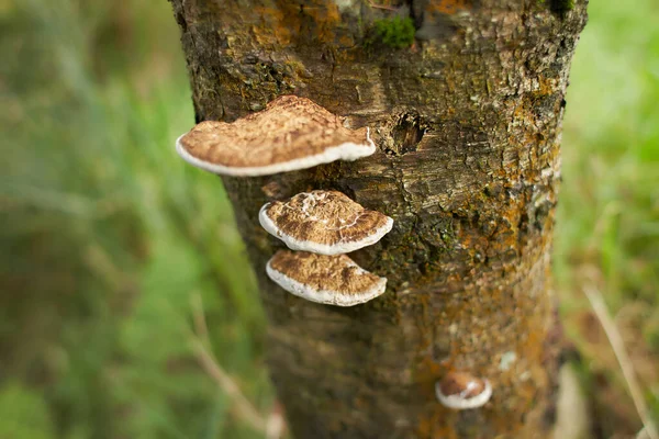 Jedovaté Houby Kmeni Starého Stromu Pokrytého Zeleným Lišejníkem Podzimním Lese — Stock fotografie