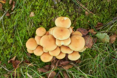 Ormanda kesilmiş mantarlar. Ormanda mantar. Kapat.