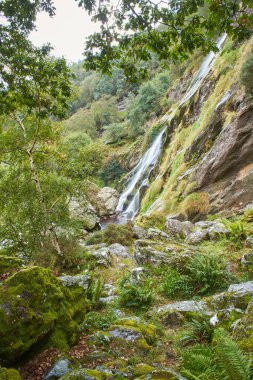 Powerscourt Şelalesi 'nin görkemli şelalesi, İrlanda' nın en yüksek şelalesi. Wicklow, İrlanda 'daki ünlü turistik merkezler.