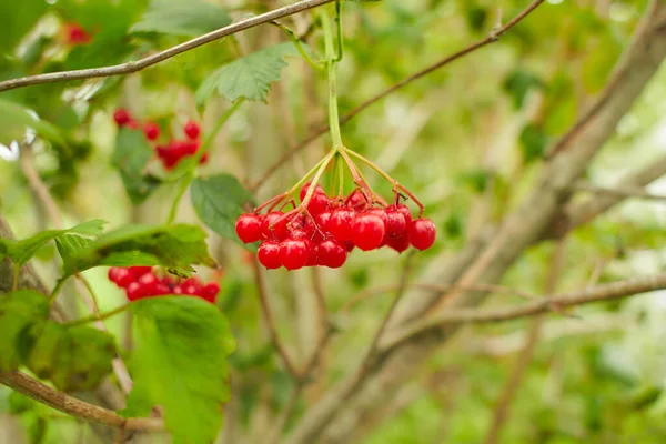 Podzimní Jeřáb Červenými Bobulemi Rowan Detailu — Stock fotografie