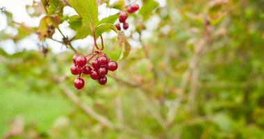 Kırmızı böğürtlenli güz ağacı. Rowan 'ı yakından çek..