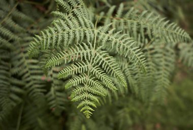 Eğreltiotu yaprakları, yaz mevsiminde bir dağ ormanında parlak ışık altında güzel bir desen oluşturur.