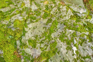 Dağlarda bir liken. Yosun tutmuş kayalar..