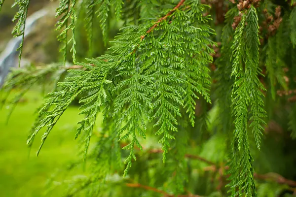 Vista Cerca Las Hojas Pino Verde Ciprés Para Navidad Temporada — Foto de Stock