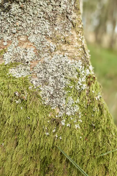 莫西林地 树干苔藓 树干绿色苔藓 地面上的苔藓树干 — 图库照片