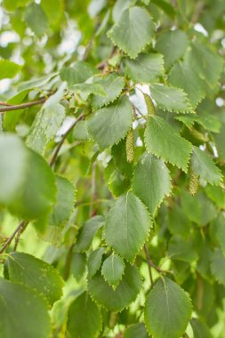 Sonbahar mevsiminde huş dalları.