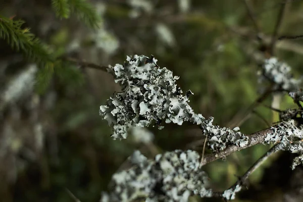 冷杉枝上的叶绿素 — 图库照片