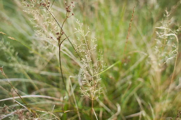 Ängen Gräset Hög Fescue Festuca Partensis Våren Den Vackra Tapeten — Stockfoto