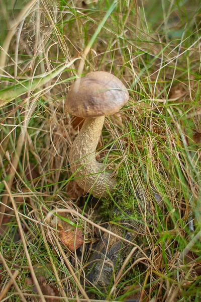 Funghi Tagliati Nel Bosco Fungo Nella Foresta Vicino — Foto Stock