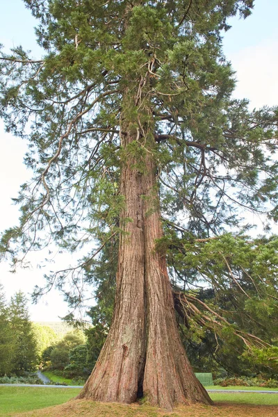 High Pine Forest Close Uma Árvore Casca Uma Árvore Fecha — Fotografia de Stock