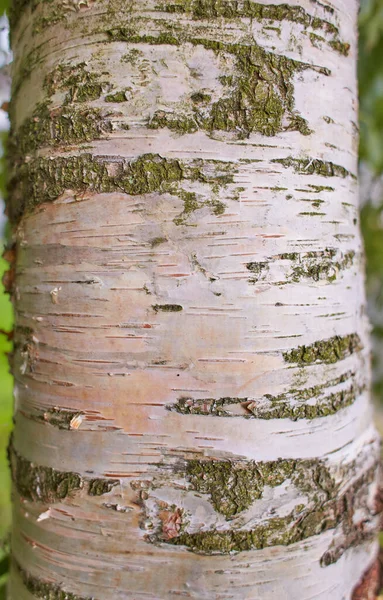 Yeşil Bulanık Arka Planda Bulunan Huş Ağacının Gövdesini Kapatın — Stok fotoğraf