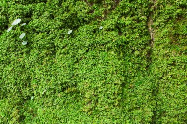 Dağlarda bir liken. Yosun tutmuş kayalar..