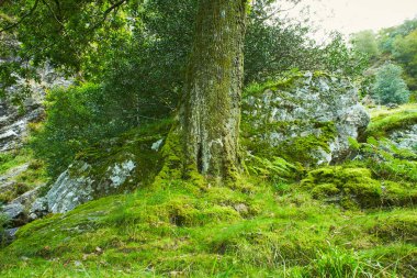 Orman deresi eski ormanlardaki ormanlarla çevrili. İrlanda 'daki Wicklow Ulusal Parkı. 