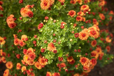 Kasımpatı kırmızısı bir bahçede toplanıyor.