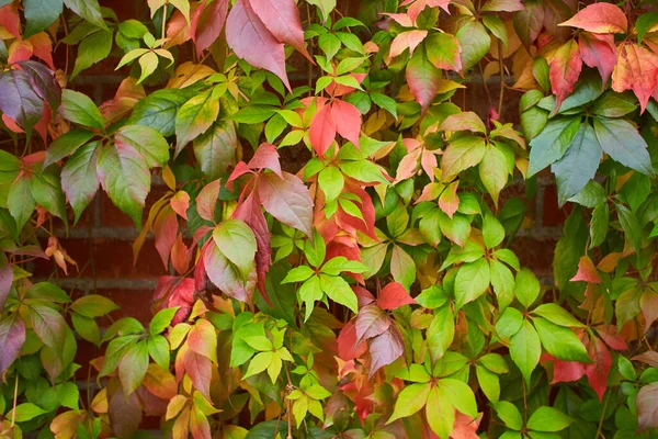 Pozadí Barevných Podzimních Listů Zblízka Červené Listy Divokých Hroznů Stěna — Stock fotografie