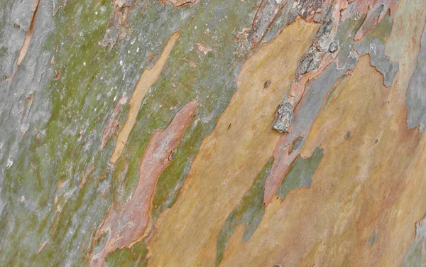 Tekstura Drzewnego Sykamoru Kory Naturalne Tło Fotografia — Zdjęcie stockowe