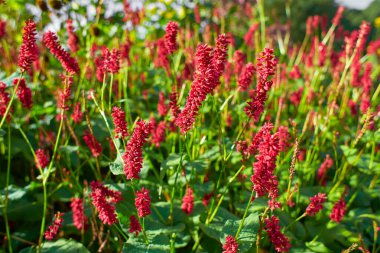 Kırmızı çiçeğin seçici odak noktası Persicaria amplexicaulis, yumuşak güneş ışığıyla bahçede, Knotweed otçul çiçekli bir bitki cinsidir, Polygonaceae, doğa çiçekli arka plan.