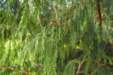 Noel ya da kış bayramı için selvi ağacının yeşil yapraklarının yakın görüntüsü. (Seçici odaklanma)