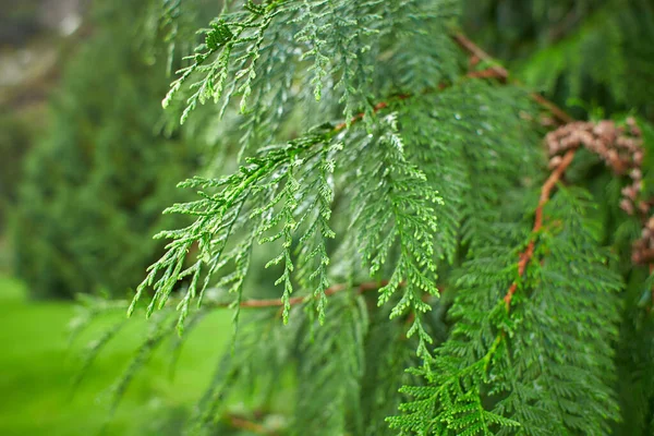 Vista Cerca Las Hojas Pino Verde Ciprés Para Navidad Temporada — Foto de Stock