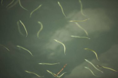 Deniz suyunda küçük kumsal balıkları.