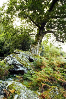 Orman deresi eski ormanlardaki ormanlarla çevrili. İrlanda 'daki Wicklow Ulusal Parkı. 