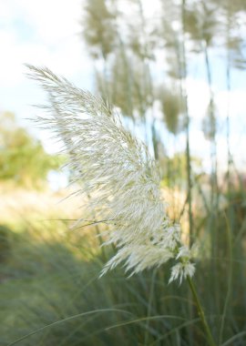Botanik bahçesindeki güzel kamış çimlerini kapatın.