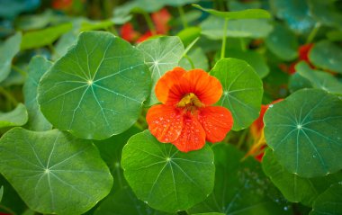 Yeşil yapraklı turuncu ve sarı Capucine çiçeği.