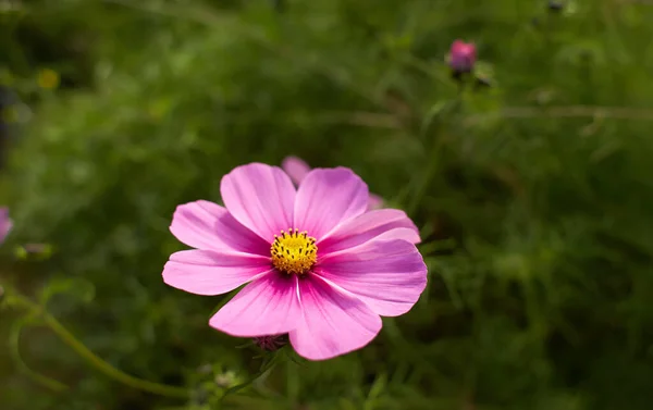 아름다운 코스모스 꽃식물 가까이 정원에서 피어나고 — 스톡 사진