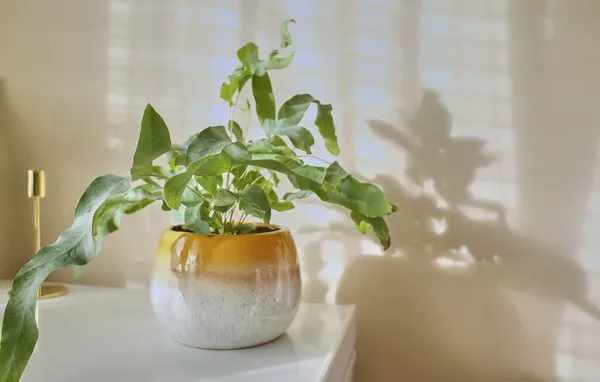 黄色のポットにPhlebodium Aureum Blue Star Fern 部屋の植物 — ストック写真