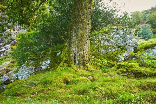 Strumień Leśny Otoczony Lasem Starożytnym Lesie Park Narodowy Wicklow Irlandii — Zdjęcie stockowe