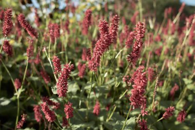 Kırmızı çiçeğin seçici odak noktası Persicaria amplexicaulis, yumuşak güneş ışığıyla bahçede, Knotweed otçul çiçekli bir bitki cinsidir, Polygonaceae, doğa çiçekli arka plan.