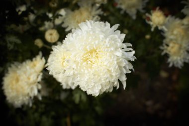 Büyük beyaz kasımpatı çiçeği flowerbed üzerinde