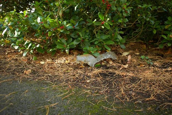Eastern Grey Squirrel Sciurus Carolinensis Hledá Nějaké Jídlo Parku — Stock fotografie