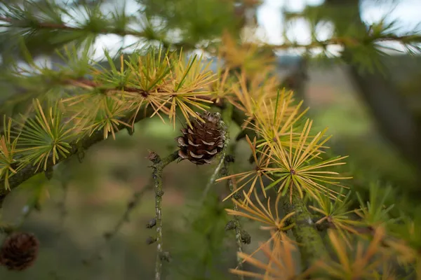 Uma Quantidade Abundante Pequenos Cones Pinheiro Está Crescendo Ramo Desta — Fotografia de Stock