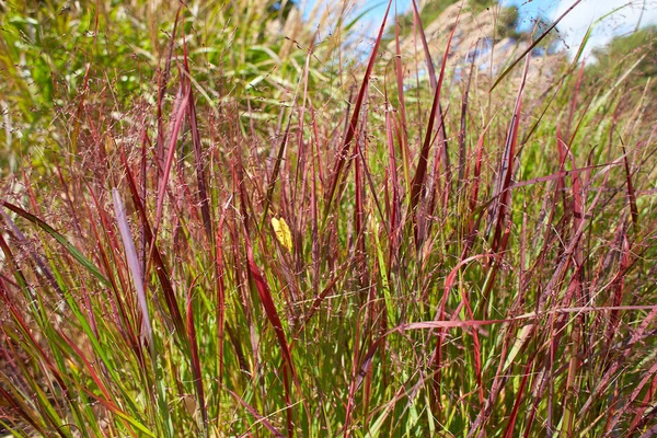 晴れた夏の日の端に赤い草を咲かせます — ストック写真