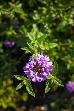 Güzel Verbena Californica Fabrikası Kapanış