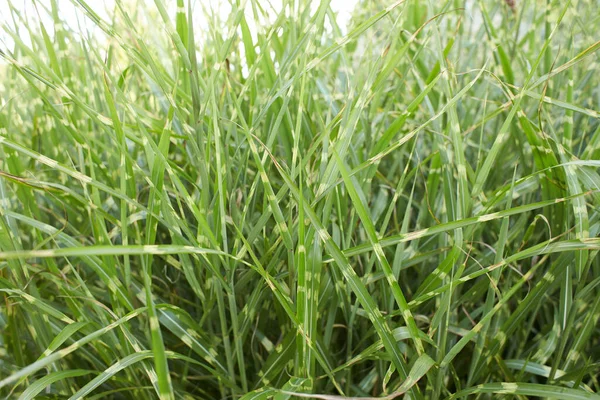 Decorative Garden Summer Fragment Grass High Cereal Miscanthus Zebrinus — Stock Photo, Image