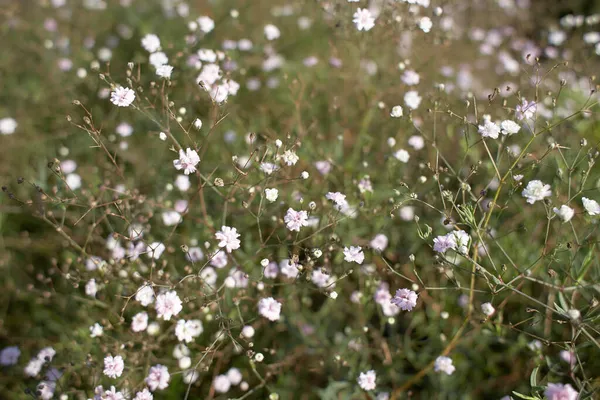 Dzikie Małe Białe Kwiaty Zielonej Trawie Caryophyllaceae Gypsophila Rosenschleier Białe — Zdjęcie stockowe