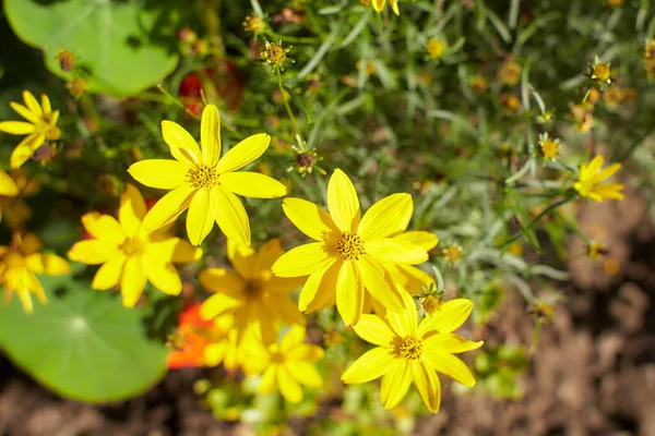 Detailní Pohled Několik Divokých Žlutých Květin Asteraceae — Stock fotografie