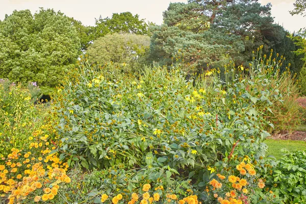 Krajobrazy Dzikich Żółtych Kwiatów — Zdjęcie stockowe